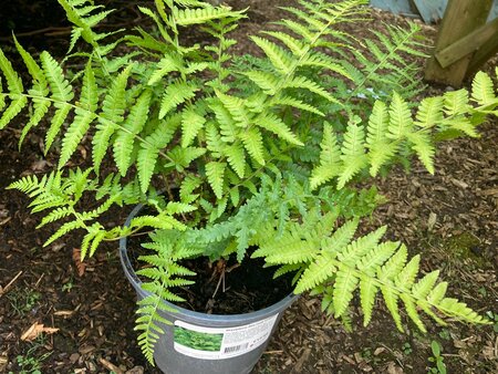 Dryopteris filix-mas - image 2