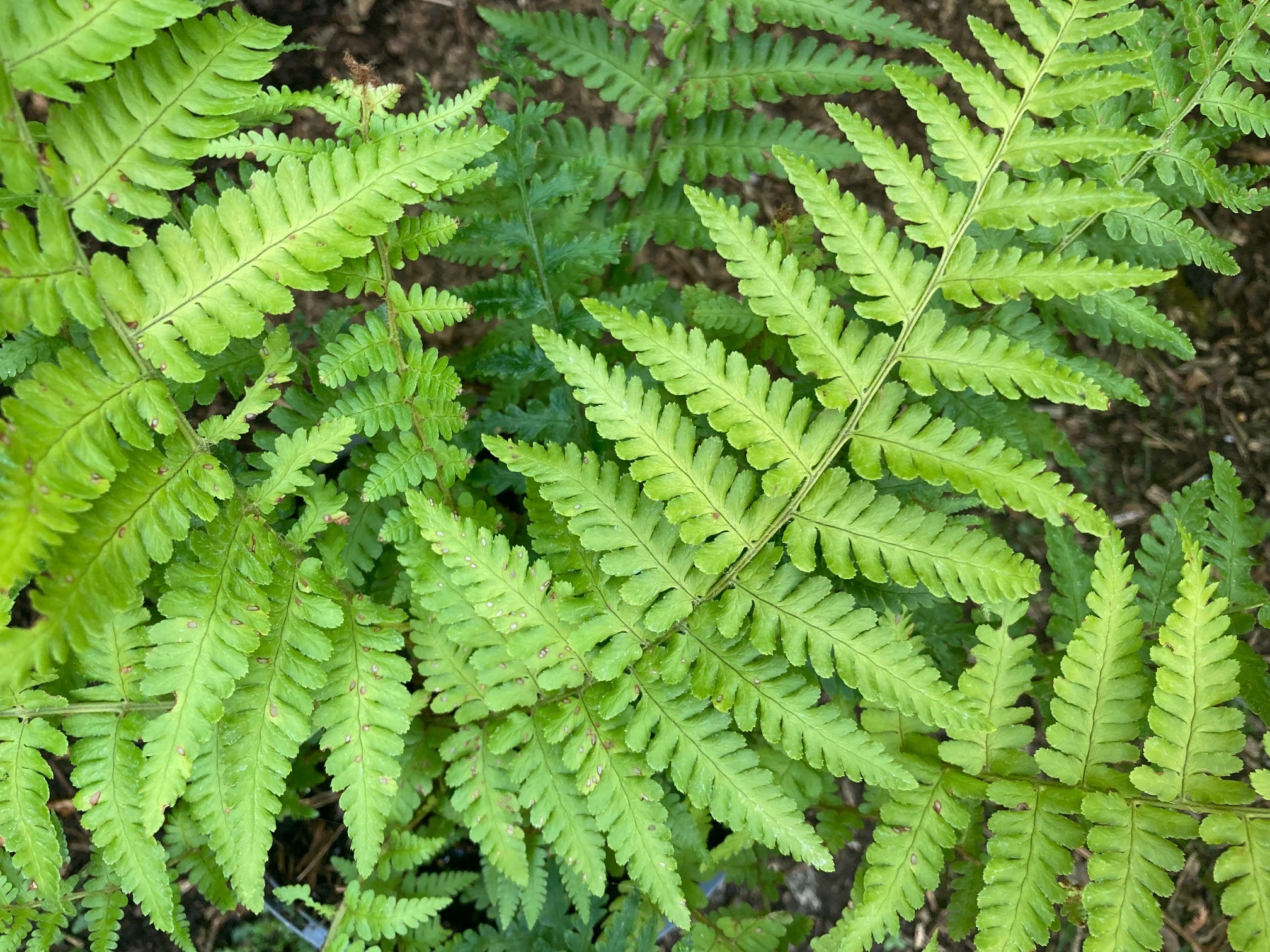 Dryopteris filix-mas Cristata - Thompsons Plants & Garden Centres