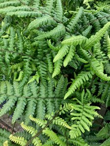 Dryopteris wallichiana