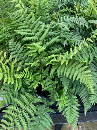 Dryopteris wallichiana - image 2