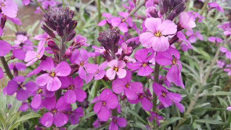 Erysimum Bowles Mauve 2L