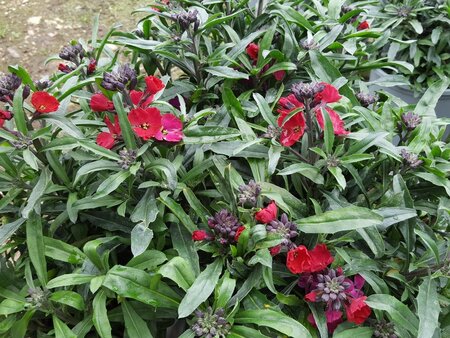 Erysimum Red Jep - Thompsons Plants & Garden Centres