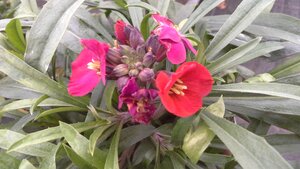 Erysimum Red Jep - image 1