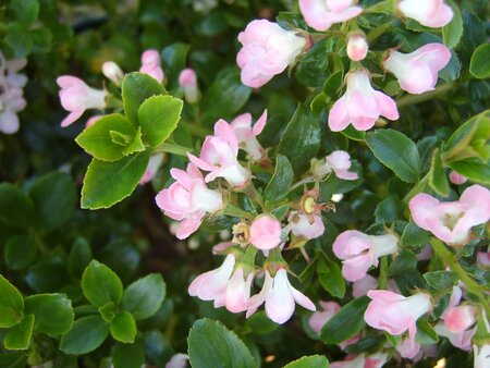 Escallonia Apple Blossom - image 1