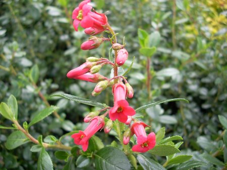 Escallonia rubra Crimson Spire - image 1