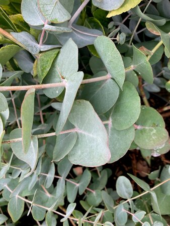 Eucalyptus cinerea Silver Dollar - image 1