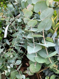 Eucalyptus cinerea Silver Dollar - image 2