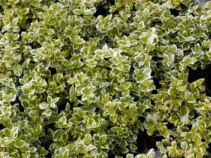 Euonymus for. Emerald Gaiety