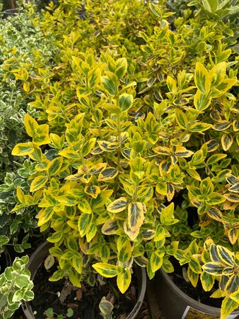 Euonymus for. Emerald n Gold - image 2