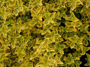 Euonymus for. Emerald n Gold