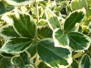 Euonymus fort. Silver Queen - image 1