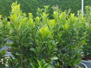 Euonymus jap. Green Spire - image 1