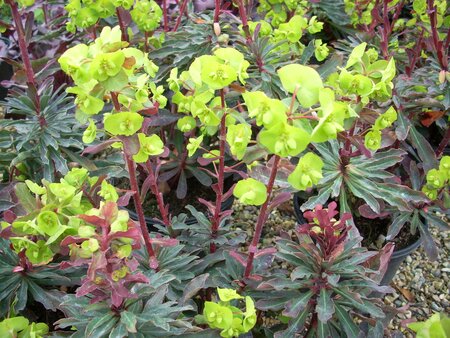 Euphorbia amy. Purpurea - image 1