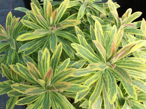 Euphorbia Ascot Rainbow - image 2