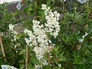 Fallopia Baldschuanicum