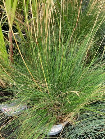 Festuca amethystina - image 1