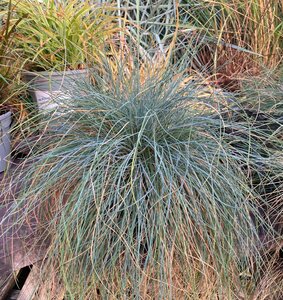 Festuca cinerea Festina