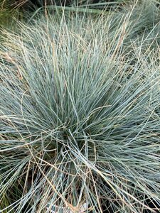 Festuca glauca Elijah Blue