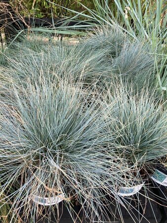 Festuca glauca Elijah Blue - image 2