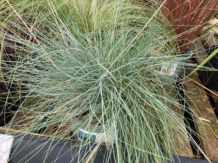 Festuca vales. Glaucantha - image 1