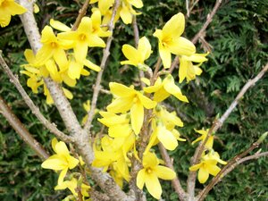 Forsythia x intermedia Lynwood - image 1