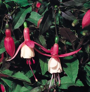 Fuchsia Alice Hoffman - image 1