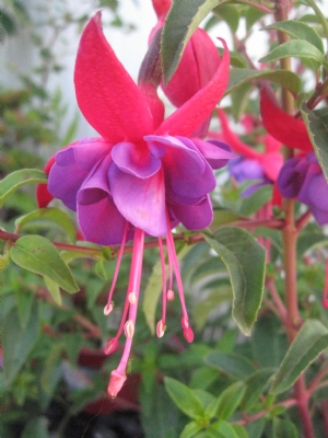 Fuchsia Dollar Princess - image 1