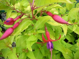 Fuchsia Genii