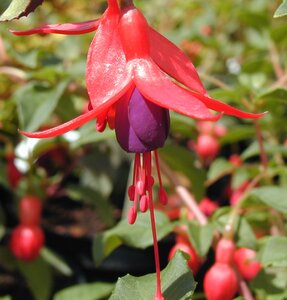 Fuchsia Mrs Popple