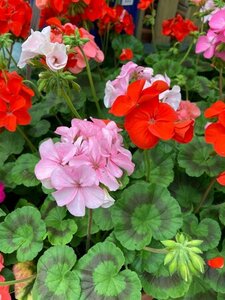 Geranium 9cm Pot Tray of 15 - image 3