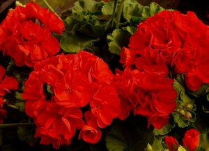 Geranium 9cm Pot Tray of 15 - image 1