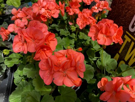 Geranium 9cm Pot Tray of 15 - image 2