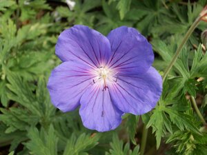 Geranium Brookside - image 1