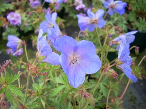 Geranium Johnson's Blue