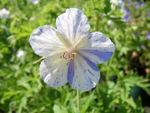 Geranium pra. Delft Blue - image 1