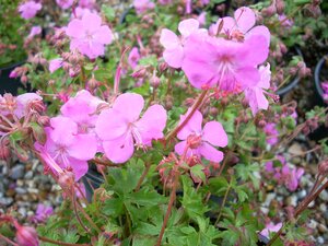 Geranium Westray