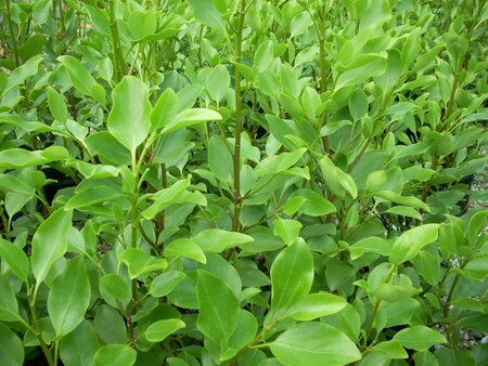 Griselinia Littoralis - image 1