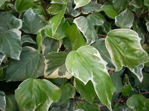 Hedera alg. Gloire de Marengo