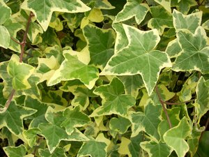 Hedera helix Goldchild