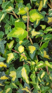 Hedera helix Goldheart