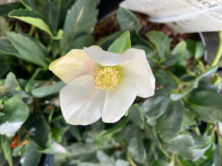 Helleborus nig Christmas Carol - image 1