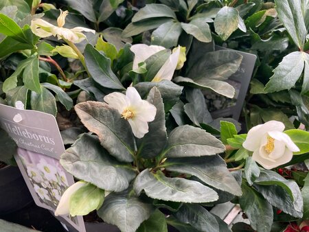 Helleborus nig Christmas Carol - image 2