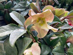 Helleborus orientalis - image 1