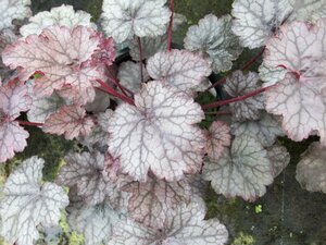 Heuchera Amethyst Mist