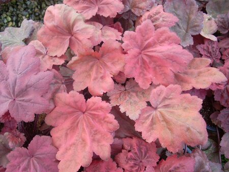 Heuchera Autumn Leaves - image 1