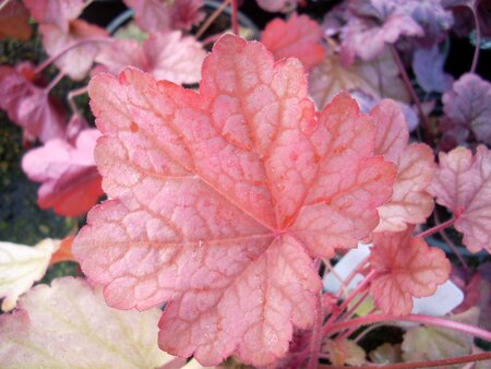 Heuchera Berry Smoothie - image 1