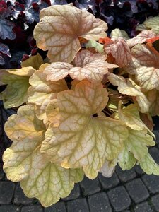 Heuchera Champagne - image 2