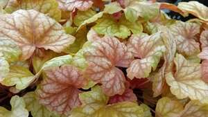 Heuchera Champagne