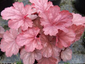 Heuchera Cherry Cola - image 1