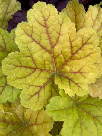 Heuchera Electra - image 2